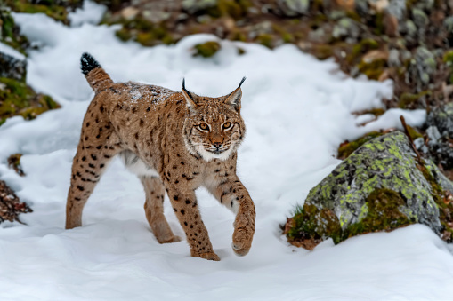 The bobcat (Lynx rufus), also known as the red lynx, is a medium-sized cat native to North America. Sonoran Desert,  Arizona.