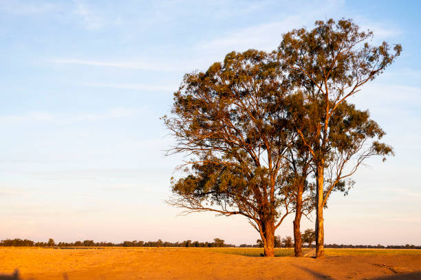 istock rural landscape at Ashbridge NSW 1986819418