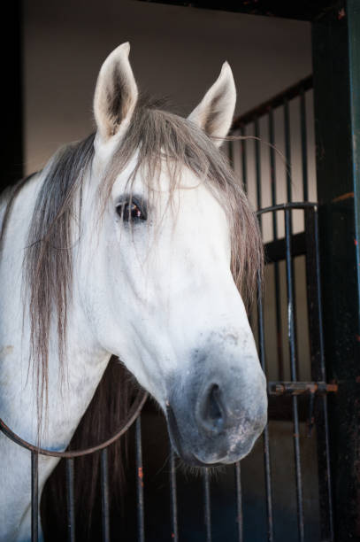 istock beautiful horse on nature 1986846372
