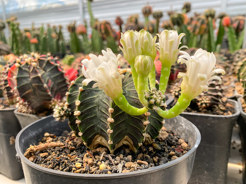 Flowers of Variegated Gymnocalycium cactus inside green house in cactus nursery. Cactus Blossoms