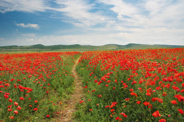 istock Footpath  and meadow of poppies. 1986873866