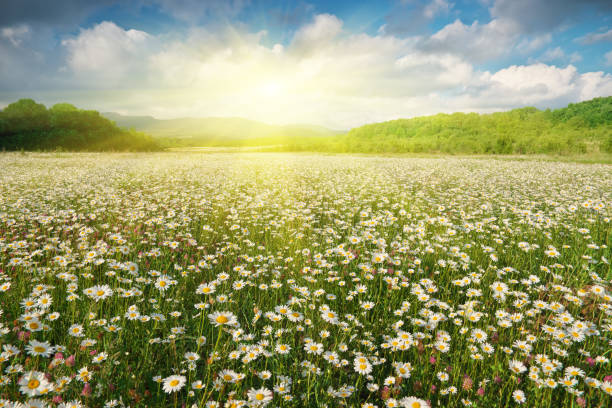 istock Beautiful chamomile meadow in mountain at sunset 1986878854