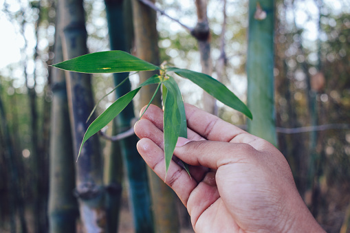 Close-up shot of bamboo leaves outside the house