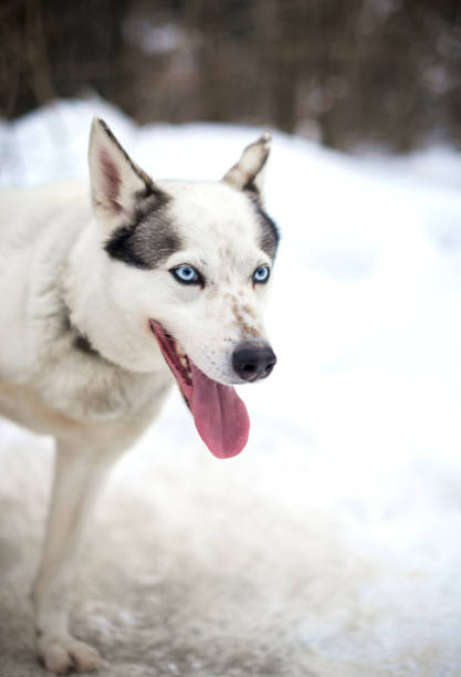 Young happy woman walking her husky dog in the winter snow.