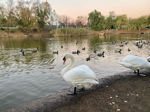 A white swan on the shore of the lake, there are many wild swans and ducks in the lake, on the opposite shore reeds and trees with fallen leaves are reflected in the water, a white cathedral with a golden roof is visible in the distance