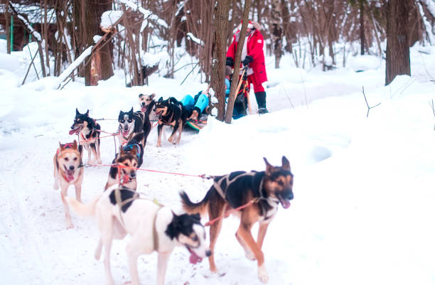 istock Husky dog sledding on a sleigh in winter in the forest 1986892499