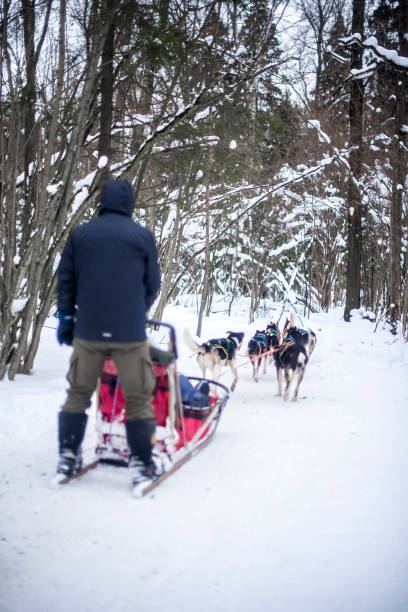 Husky dog sledding on a sleigh in winter in the forest