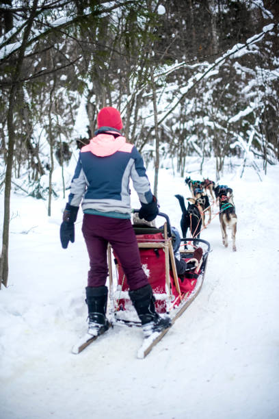 istock Husky dog sledding on a sleigh in winter in the forest 1986893014