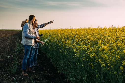 Two brothers are standing on their farmland and inspecting a field of oilseed rape.