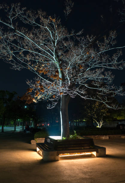 istock Beautifully lit trees and benches 1986944569