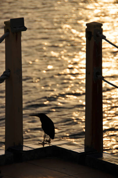 Little blue heron (Egretta caerulea) on the beach in Naama Bay in Sharm El Sheikh, Egypt