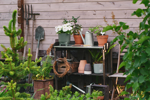 Gardener work bench (potting table) in summer garden. Wooden rustic style house, different tools and pots.