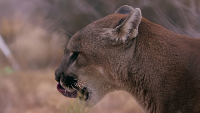 Mountain Lion female shows teeth and shakes head - side profile medium shot