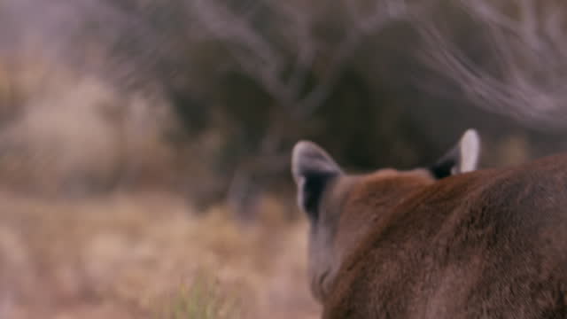 Mountain lion looks out into the distance and runs off - from behind