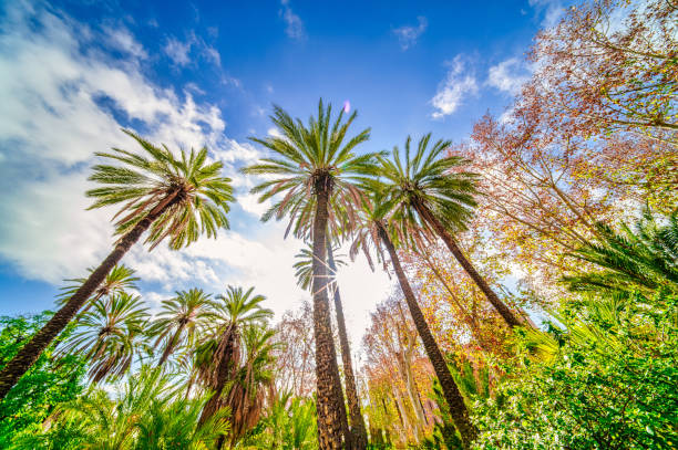 Palm trees plants towards the blue sky