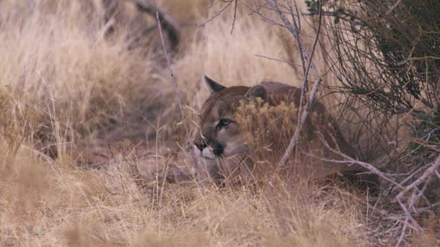 Mountain lion relaxing sees movement in the distance - wide shot