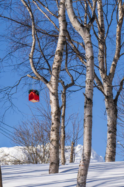 This is a photograph of an empty bird feeder hanging from a bare tree covered with snow on a winter day in Brooklyn, New York.