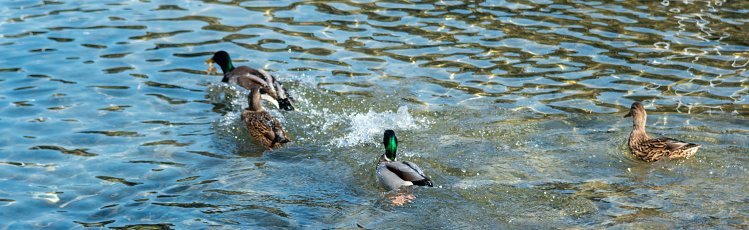Shoveler ducks on a lake in Tyne and Wear.