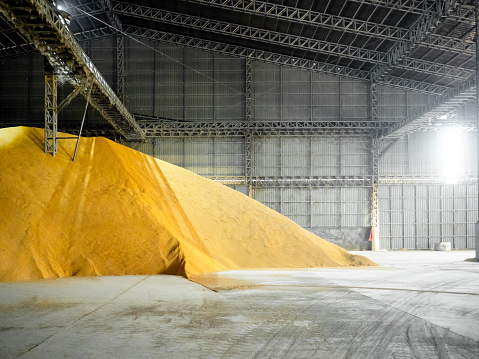 Pile of paddy rice grain store inside huge bulk warehouse at a milling plant. Post-harvest storage and processing of agricultural produce.
