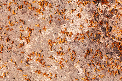 Yellow ants on the ground. Close-up.