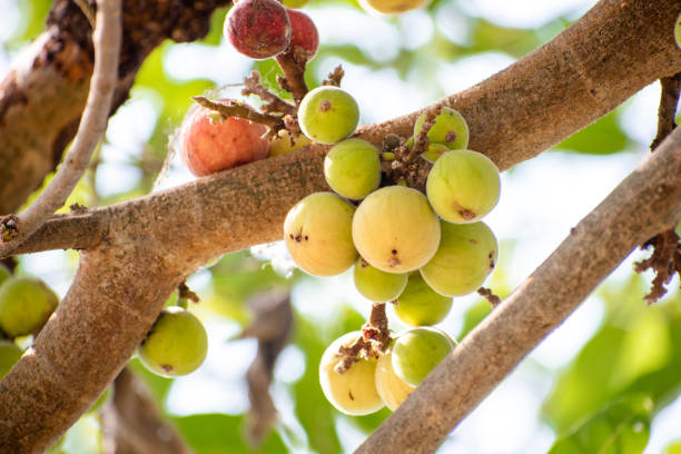 istock ficus racemosa, ficus fruit. cluster fig fruit 1986996987