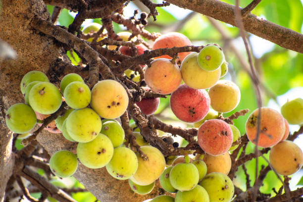 istock ficus racemosa, ficus fruit. cluster fig fruit 1986996999