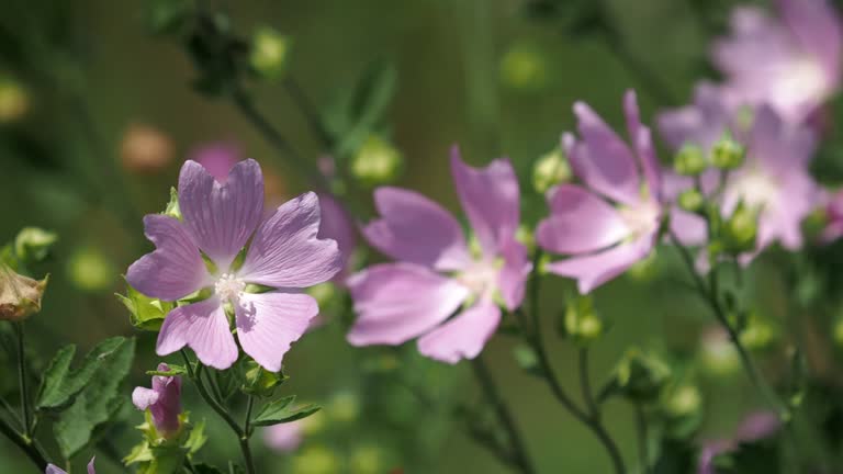 Pink flower of Greater musk-mallow on a meadow in summer, Malva alcea