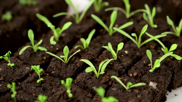 Soil blocking is a seed starting technique that relies on planting seeds in cubes of soil rather than cell trays or pots. Soil blocking is an ecofriendly seed starting method.