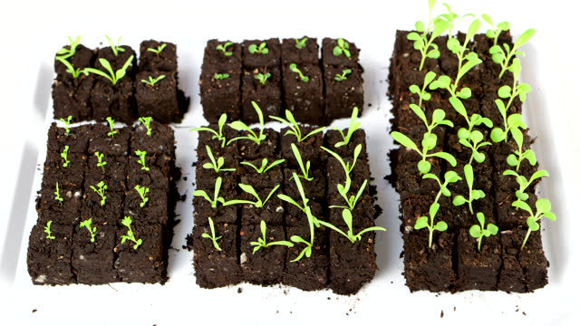Soil blocks on plastic seedling tray. Soil blocking is a seed starting technique that relies on planting seeds in cubes of soil rather than cell trays or pots.