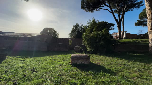 Invasive bird parrots in a park of Rome