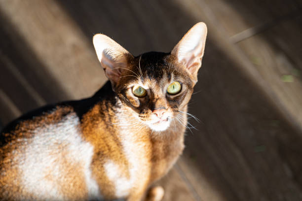 istock A cute orange abyssinian cat looking straight to the camera 1987001711