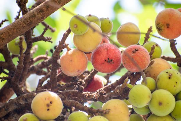 istock ficus racemosa, ficus fruit. cluster fig fruit 1987006458