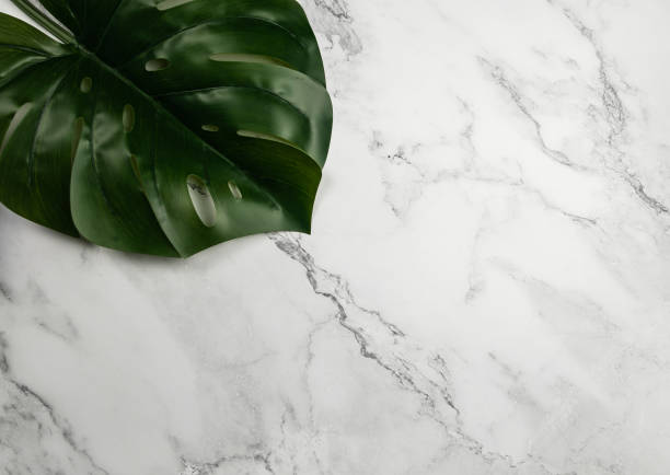 istock Top view of large green monstera leaf on white marble background. 1987007523