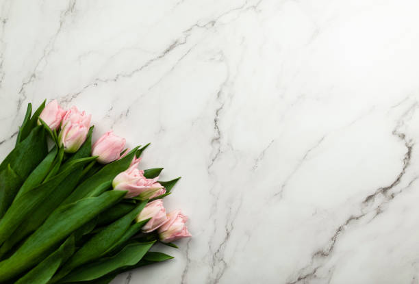 istock Top view of pink tulips on white marble background. 1987007526