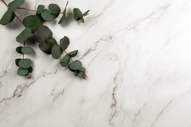 istock Top view of eucalyptus leaves on white marble background. 1987007544