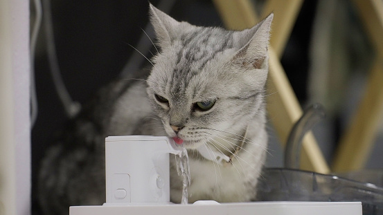 Close up grey and white kitten drinking water at the pet drinking fountain. Pet cat drinking water using automatic water dispenser, pet life with technology