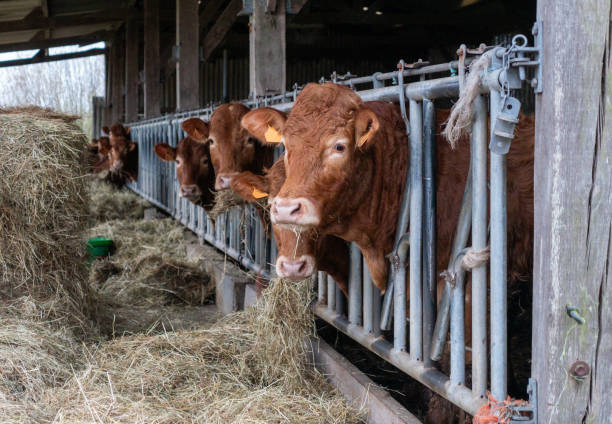istock Close-up cow on a farm 1987044726