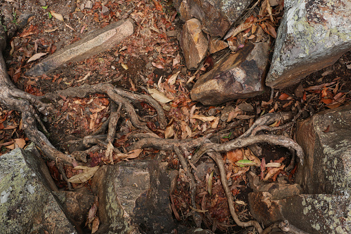 rough twisted tree roots claw into the soil amongst boulders and fallen leaves.