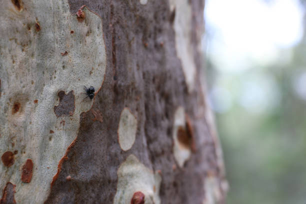 Black jumping Spider, possibly Zenodorus orbiculatus - Ant-Eater Jumping Spider, sitting still on grey and white bark of gumtree trunk. Mt Edwards hiking trail, Moogerah Peaks National Park, via Moogerah Dam, Scenic Rim, South-East Queensland, Australia.