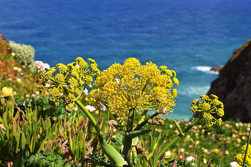 Nature of Cape Roca on Atlantic ocean in Portugal