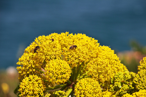 Flowers on Cape Roca on Atlantic ocean, Portugal