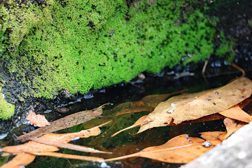 Natural pool of water, close up with bright green moss and orange gumtree leaves. Close-up, moss-dust can be seen on the water, and mosquito wriggles can be seen, especially under the leaves.