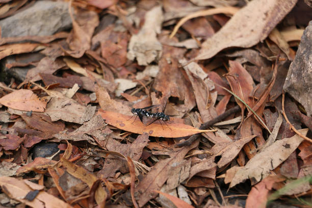 istock Two black flies with white spots, mating amongst leaf litter on the forest floor. 1987063621