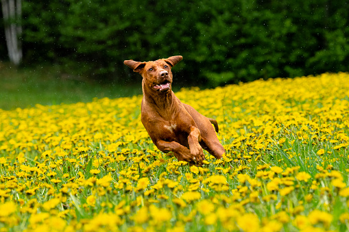 Livernose Rhodesian Ridgeback jumping in yellow frowers feeld