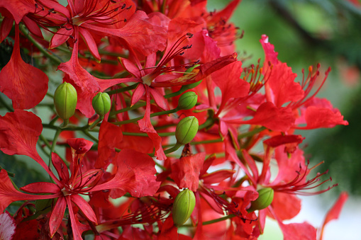 Bright red poinciana flowers close-up, with buds of vivid green.