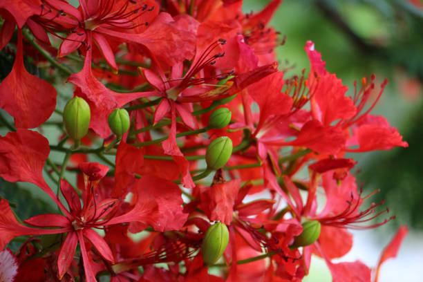 Close-up of bright Poinciana Flowers stock photo