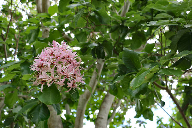 Pink Cape Chestnut Tree Flowers stock photo