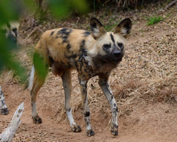 istock Wild dog in the zoo 1987080813