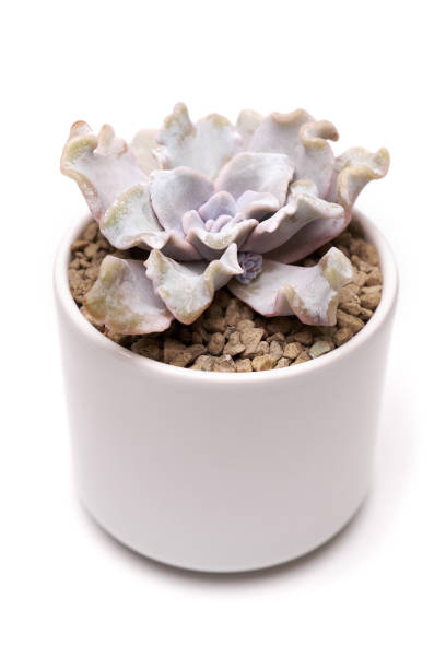istock Potted Echeveria succulent house plant in white ceramic pot on white background 1987084564