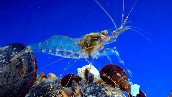 Rockpool shrimp (Palaemon elegans), crustacean underwater in the Black Sea looking for food on mussels